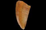 Serrated, Raptor Tooth - Real Dinosaur Tooth #134533-1